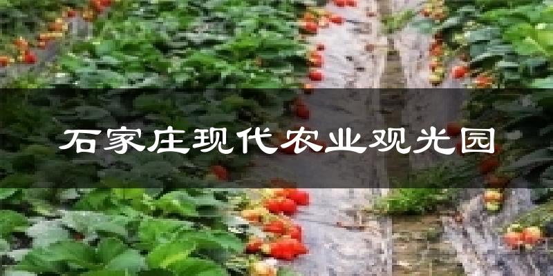 石家庄现代农业观光园天气预报十五天